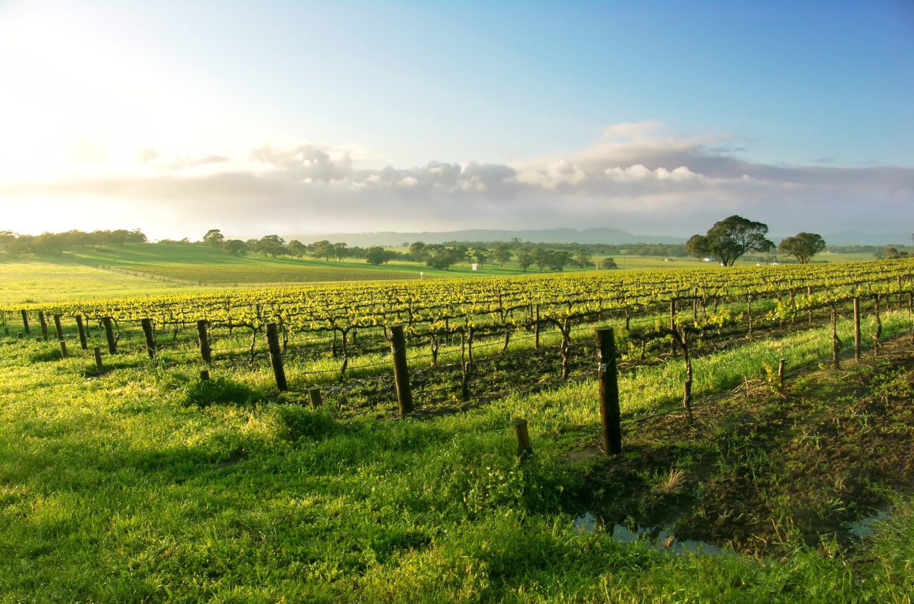 The Barossa Valley Image 1